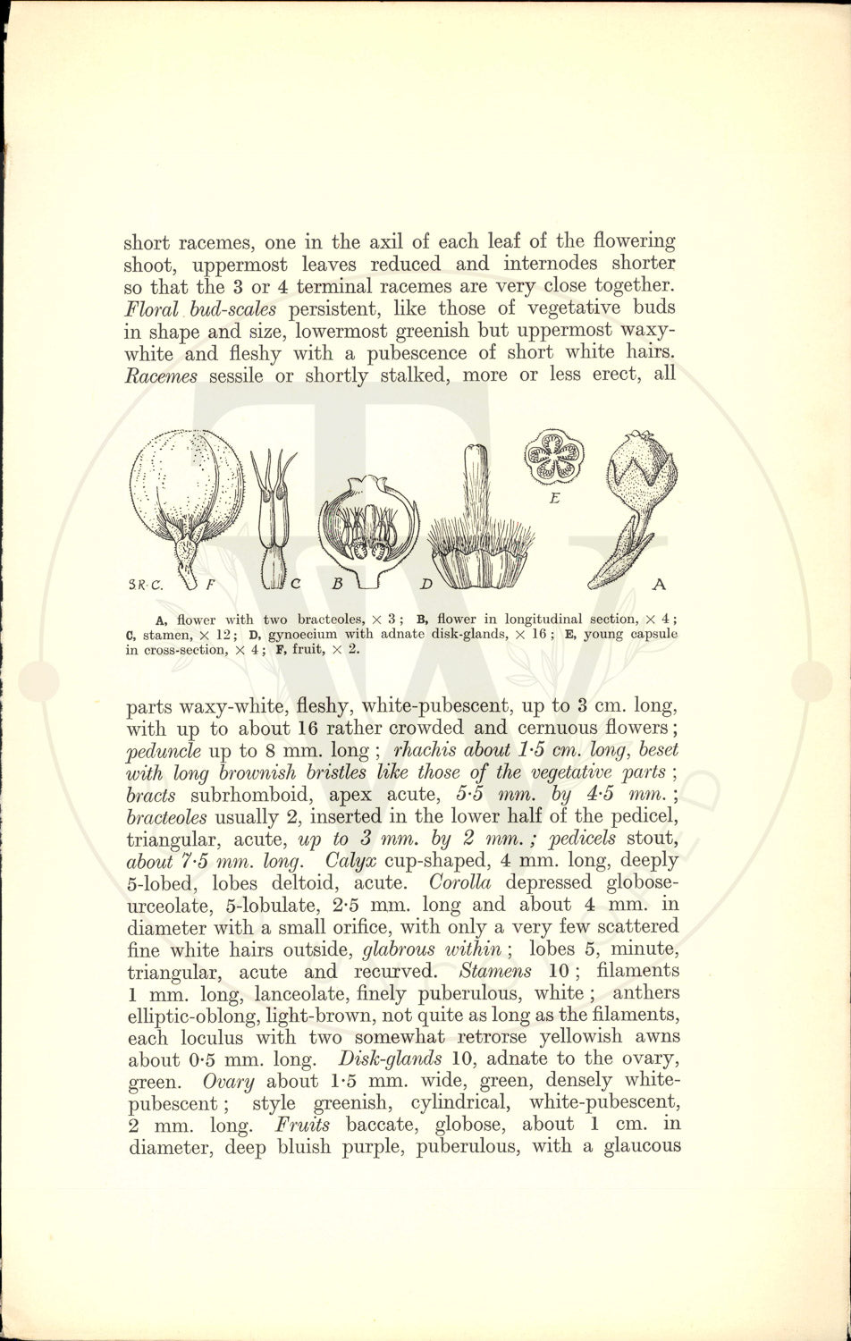 Plate 9516 - Gaultheria wardii