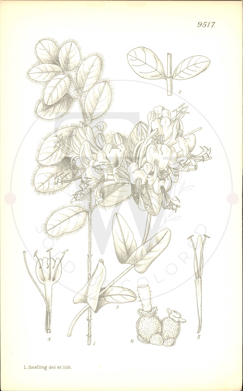 Plate 9517 - Lonicera splendida