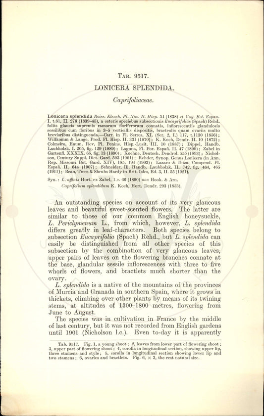 Plate 9517 - Lonicera splendida