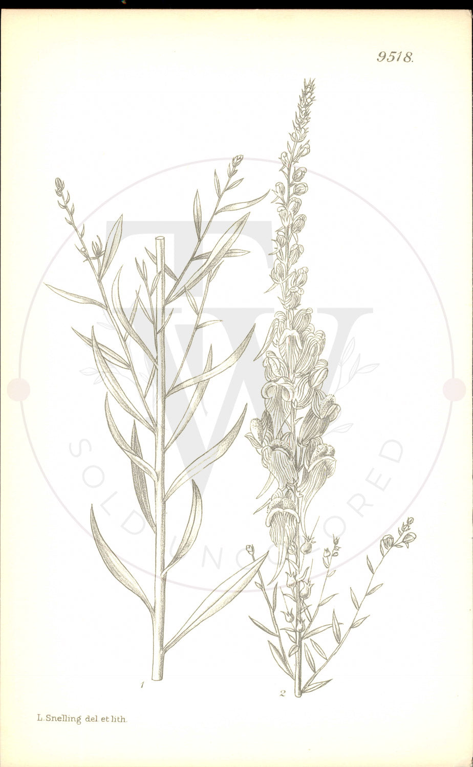 Plate 9518 - Linaria ventricosa