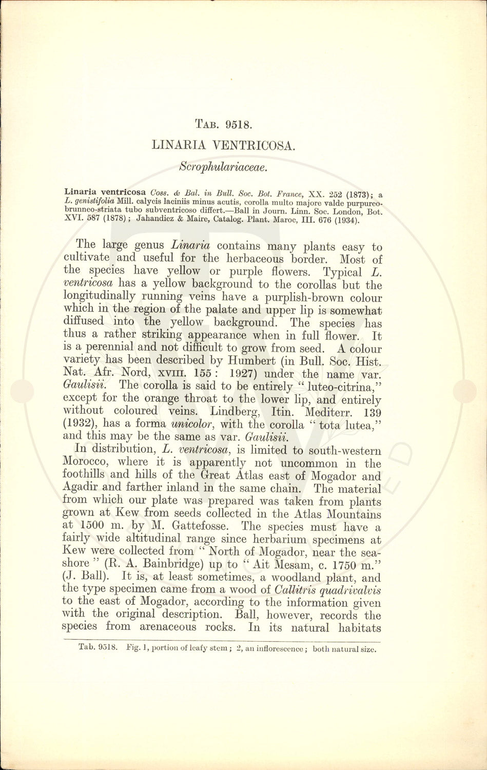 Plate 9518 - Linaria ventricosa