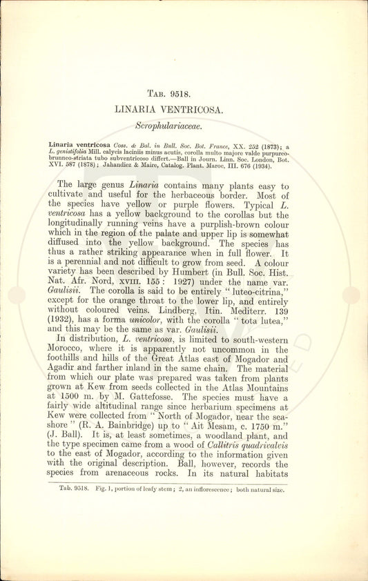 Plate 9518 - Linaria ventricosa