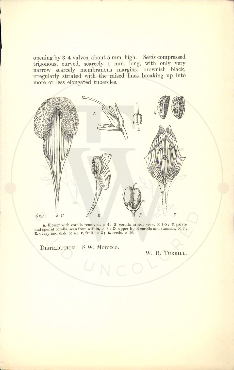 Plate 9518 - Linaria ventricosa