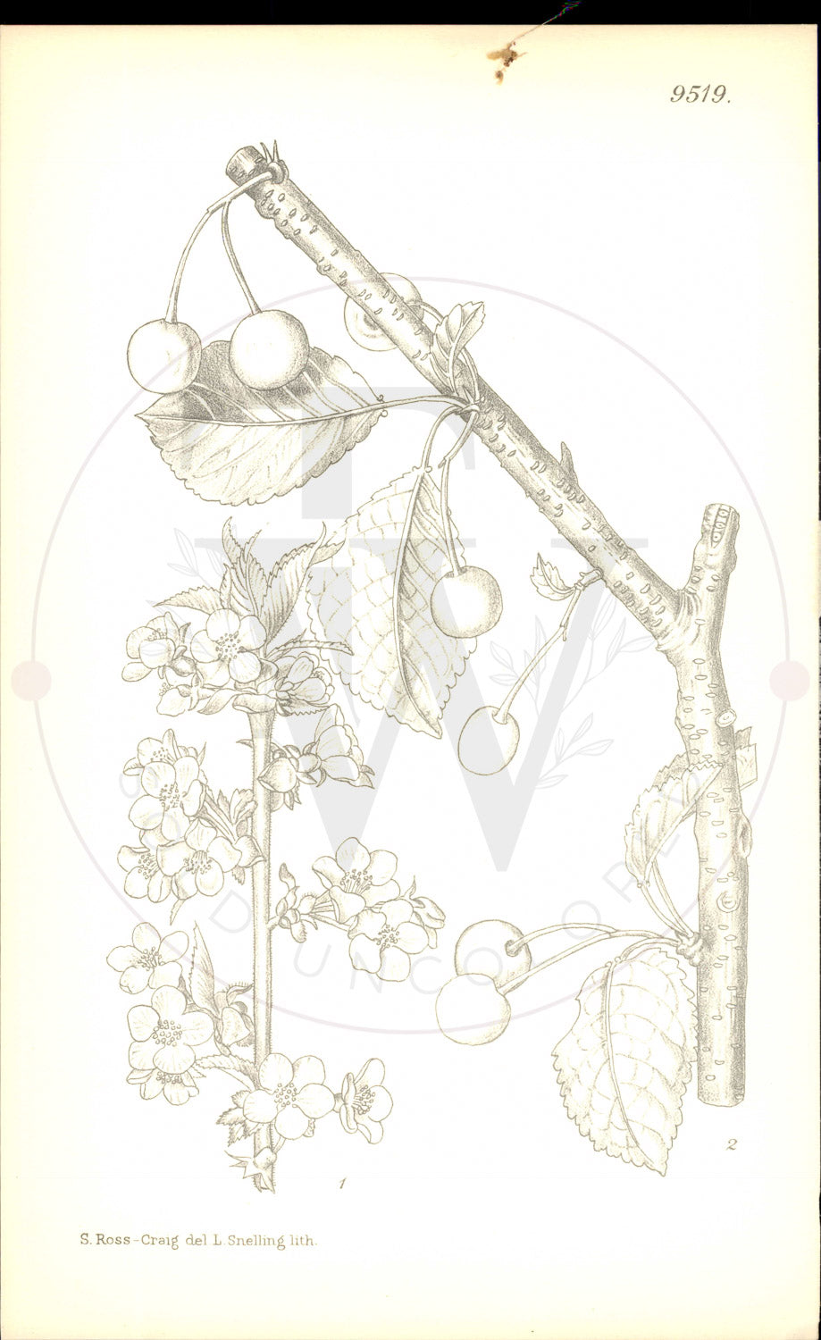 Plate 9519 - Prunus dawyckensis