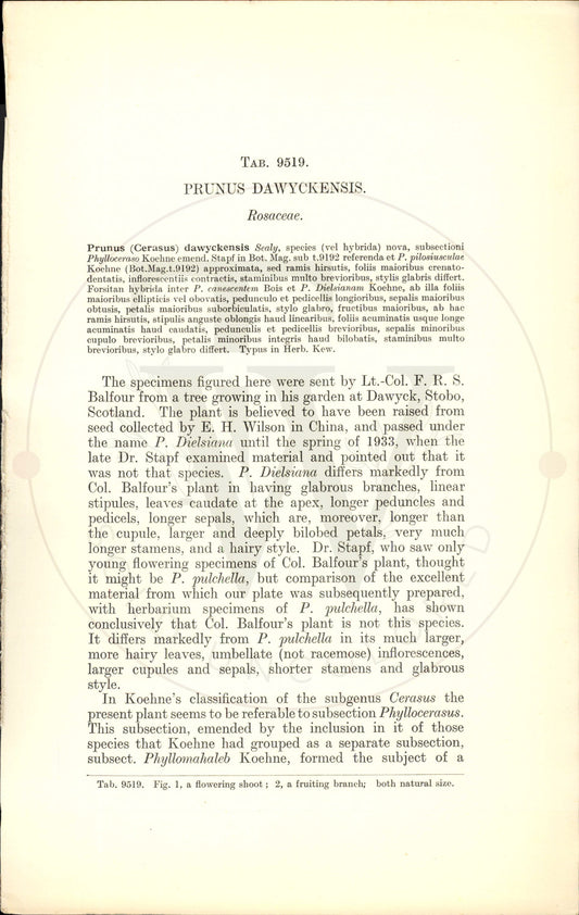 Plate 9519 - Prunus dawyckensis