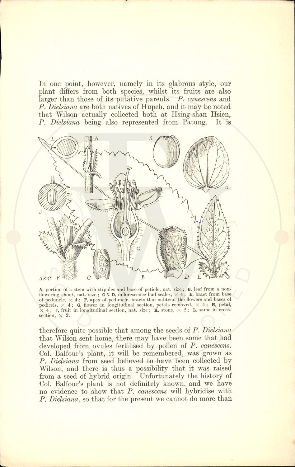 Plate 9519 - Prunus dawyckensis