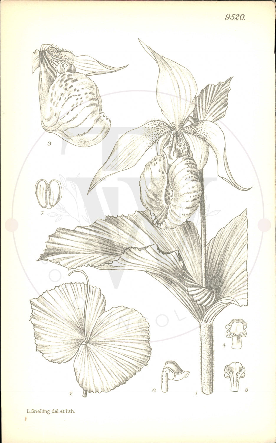 Plate 9520 - Cypripedium japonicum