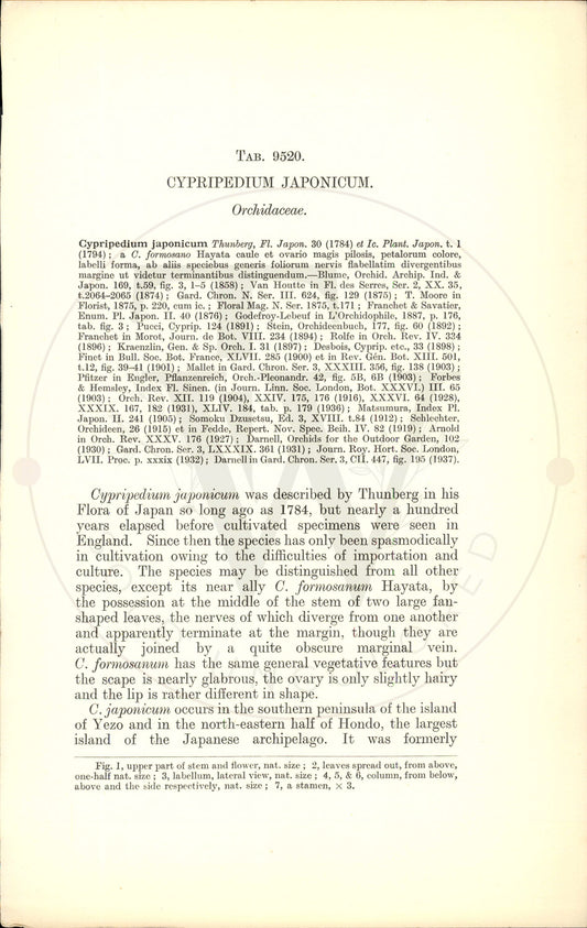 Plate 9520 - Cypripedium japonicum