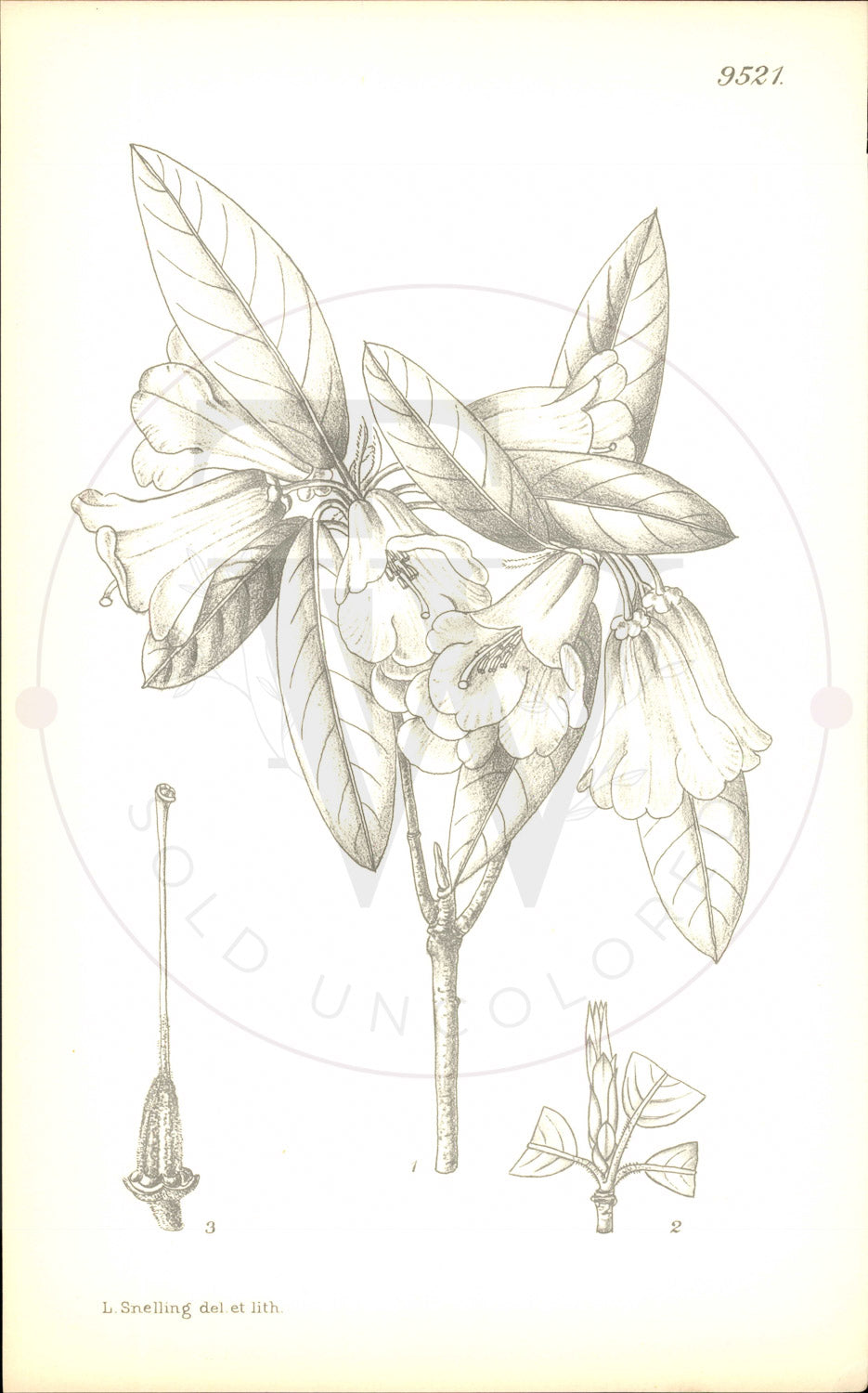 Plate 9521 - Rhododendron phoenicodon