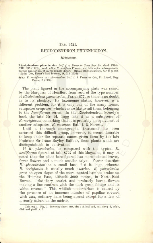 Plate 9521 - Rhododendron phoenicodon