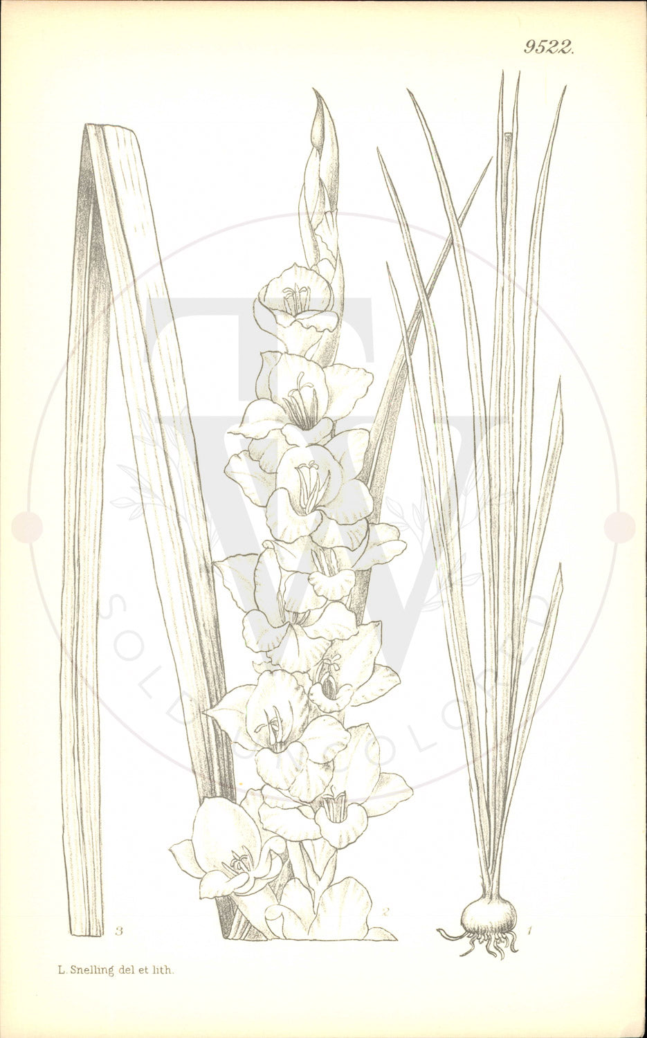 Plate 9522 - Gladiolus stanfordiae