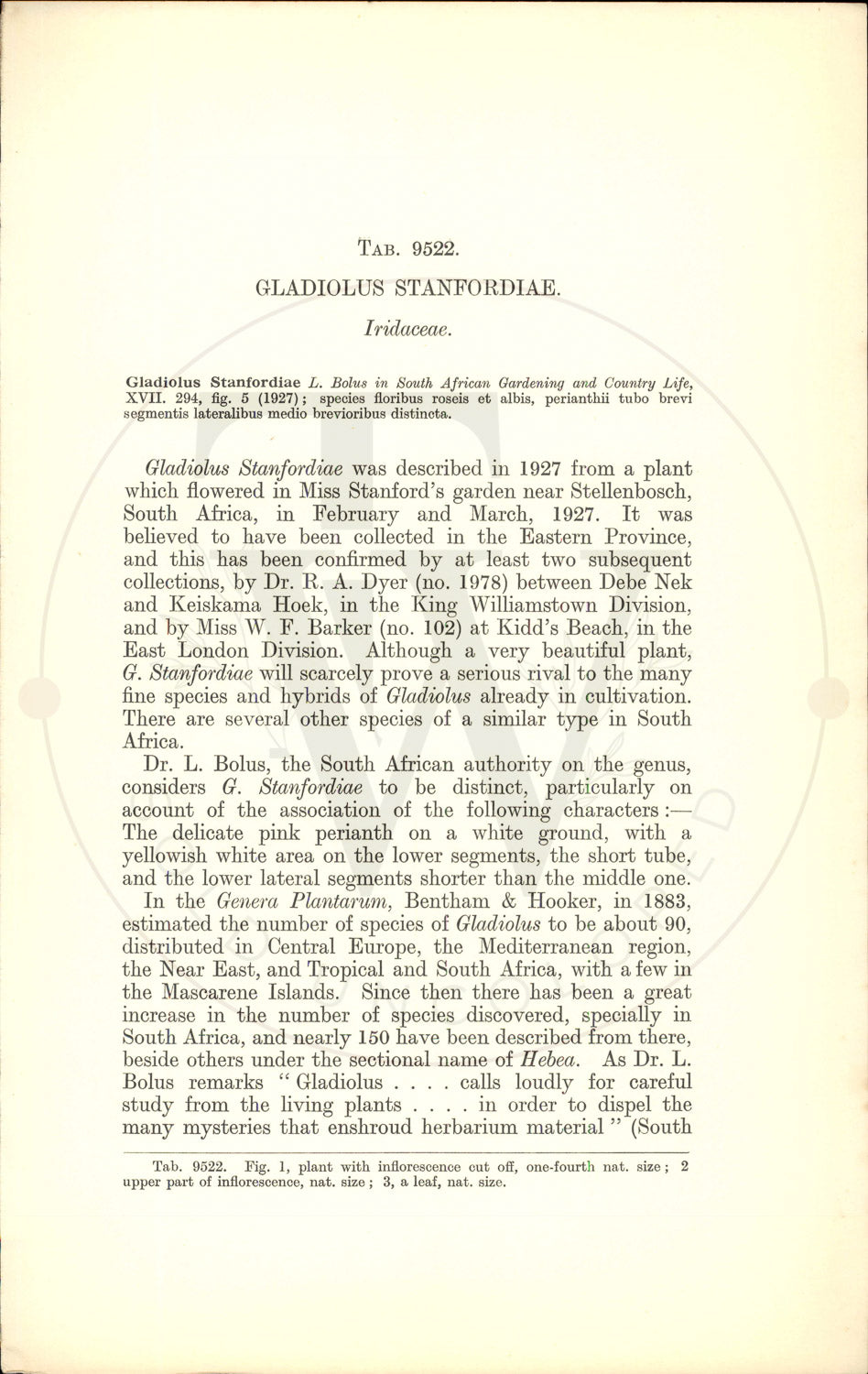 Plate 9522 - Gladiolus stanfordiae