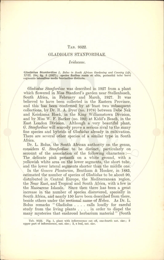 Plate 9522 - Gladiolus stanfordiae