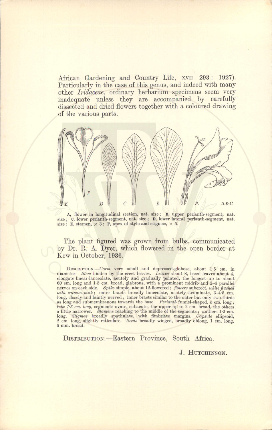 Plate 9522 - Gladiolus stanfordiae