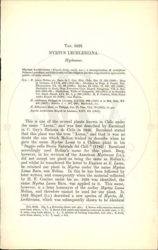 Plate 9523 - Myrtus lechleriana