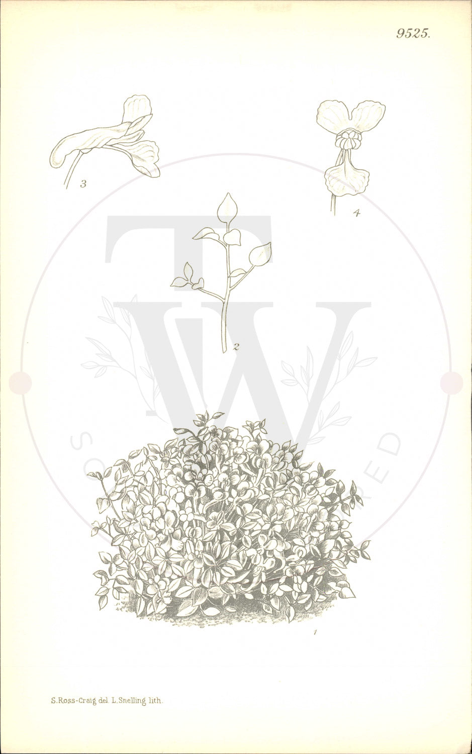 Plate 9525 - Sarcocapnos enneaphylla