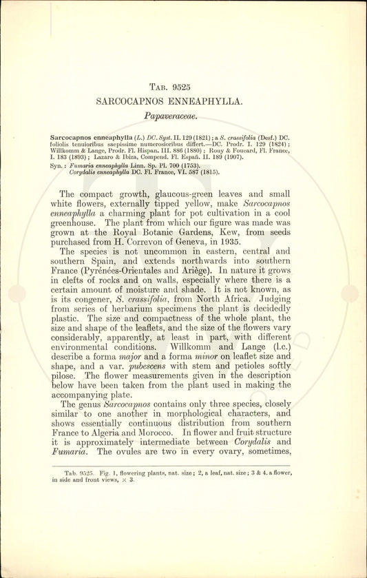 Plate 9525 - Sarcocapnos enneaphylla