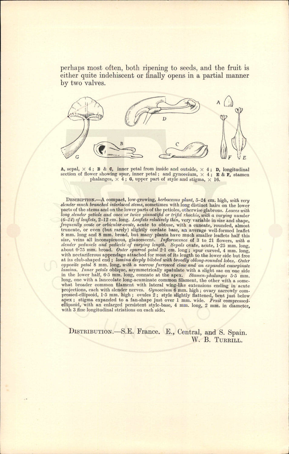 Plate 9525 - Sarcocapnos enneaphylla