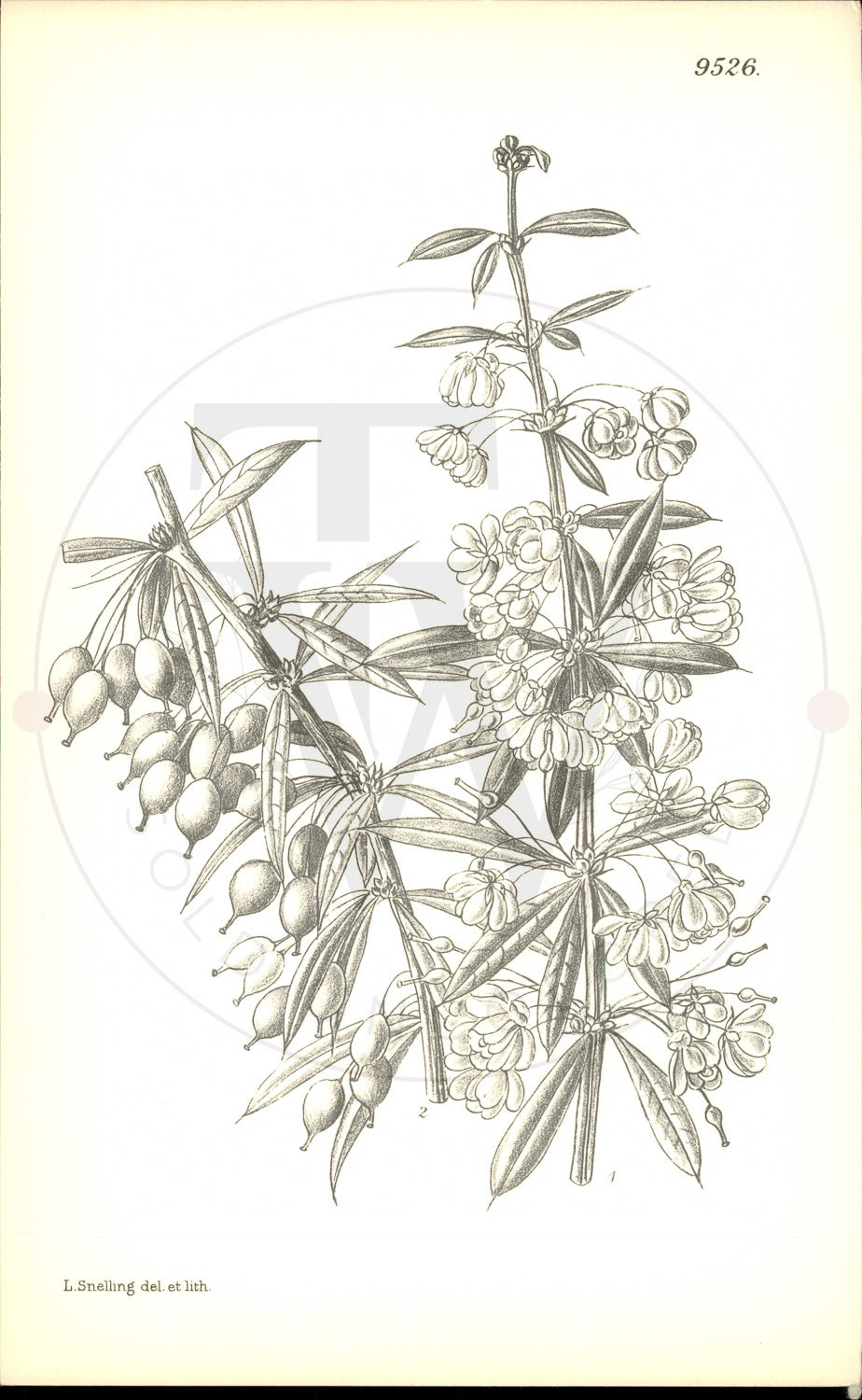 Plate 9526 - Berberis linearifolia