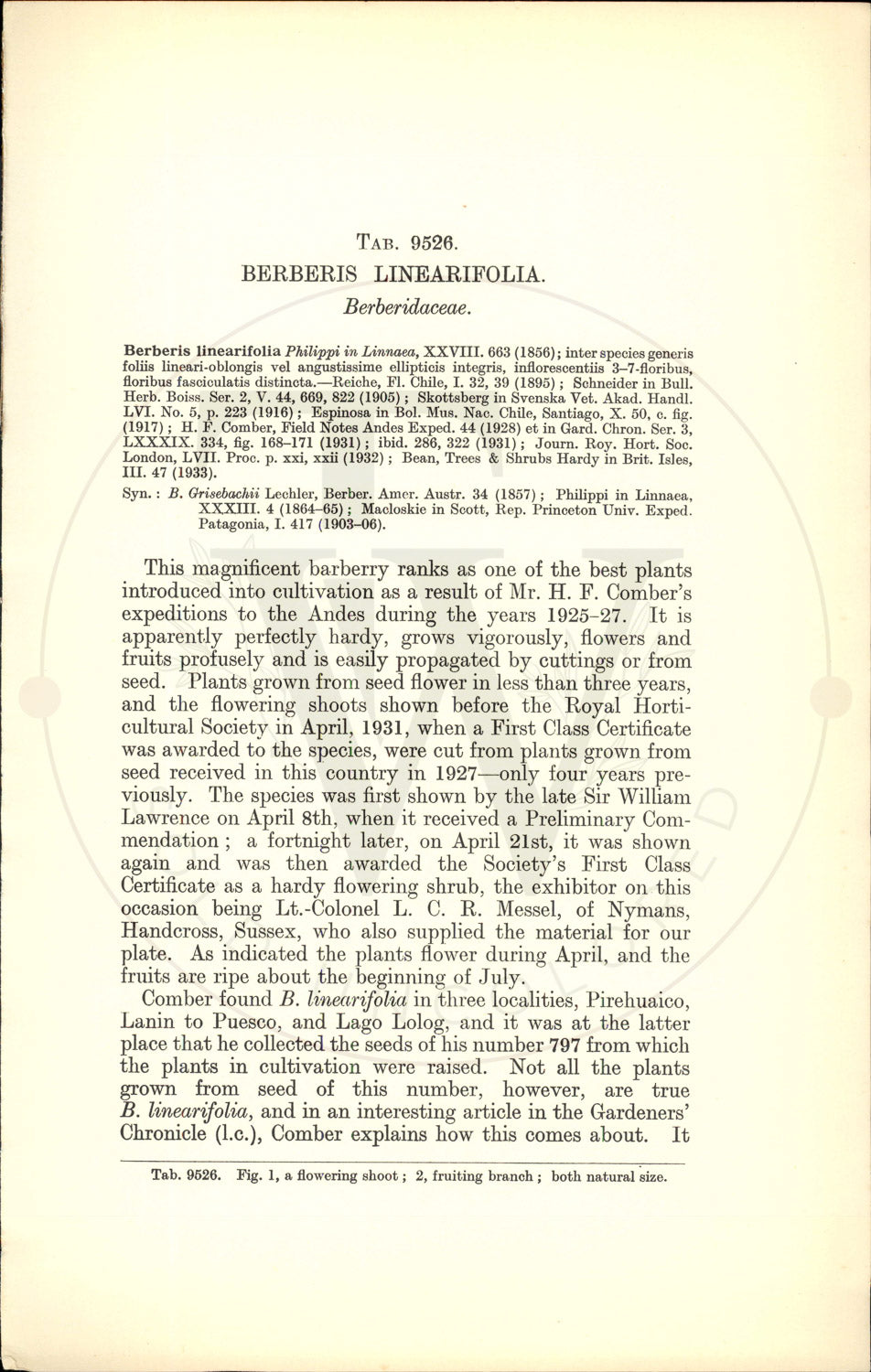 Plate 9526 - Berberis linearifolia