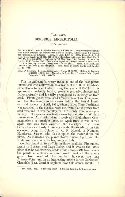 Plate 9526 - Berberis linearifolia