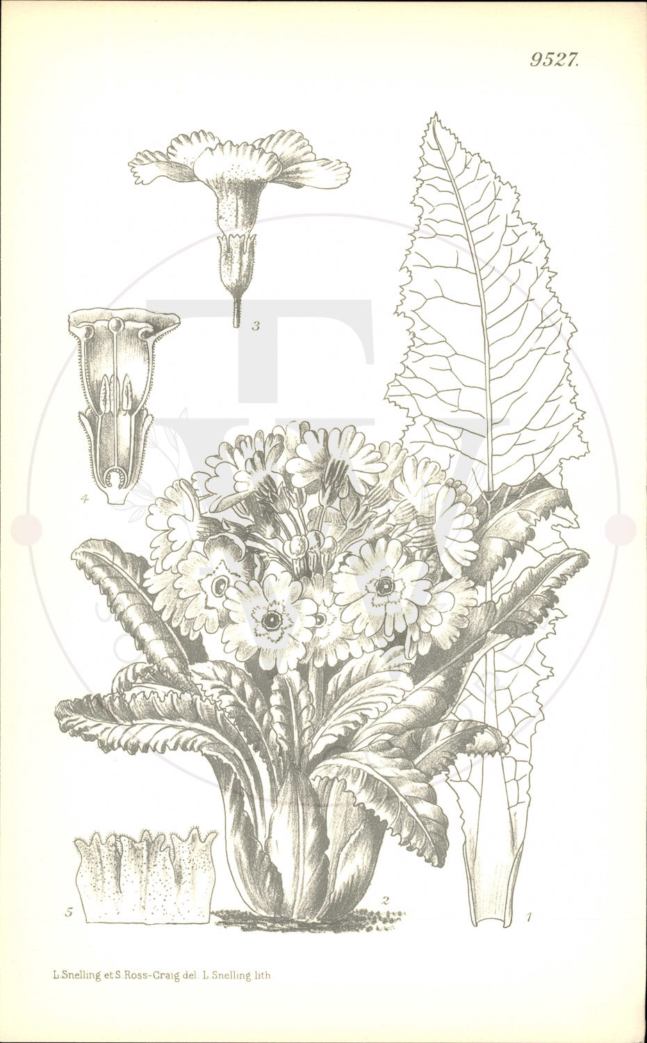 Plate 9527 - Primula sonchifolia