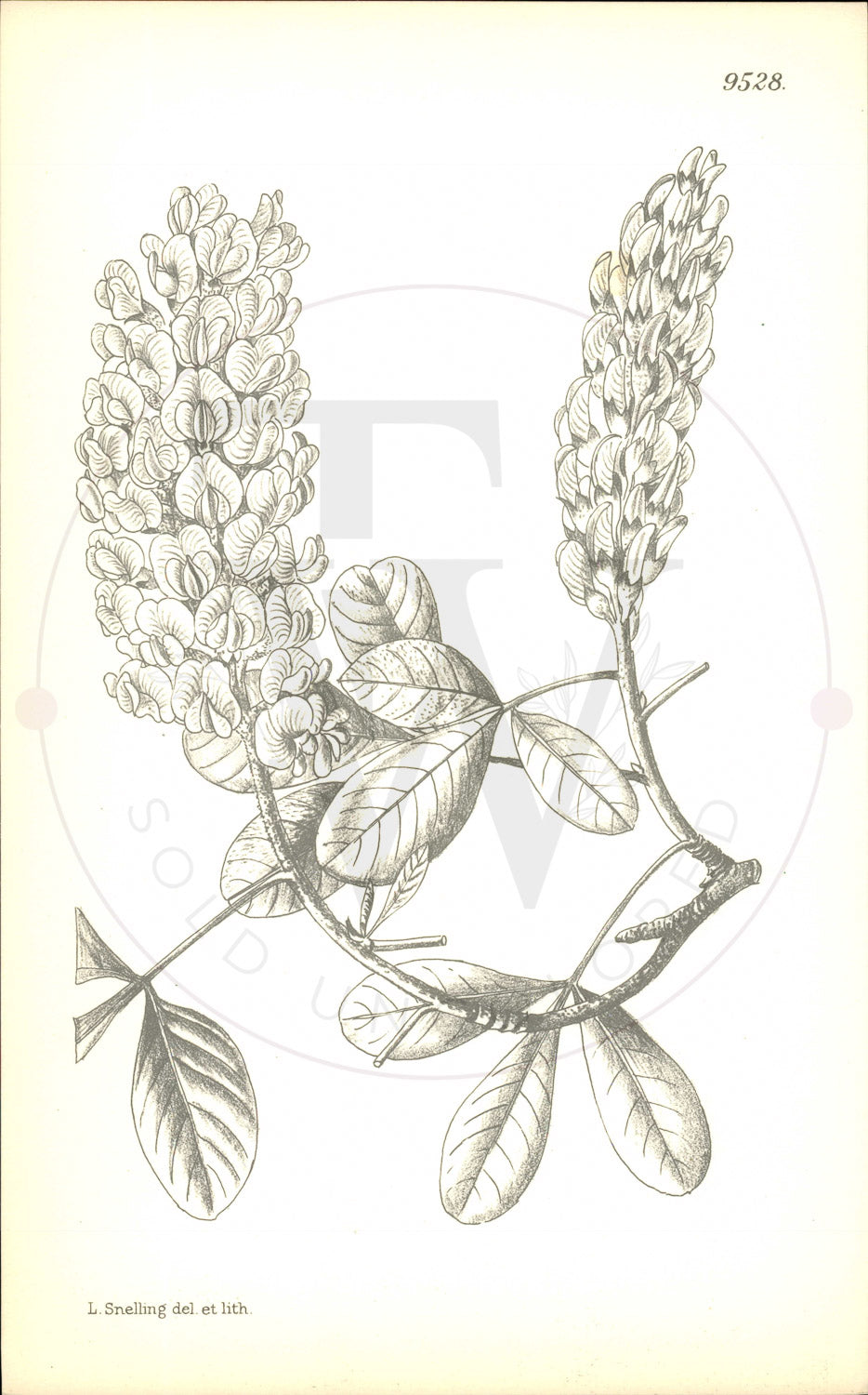 Plate 9528 - Cytisus battandieri