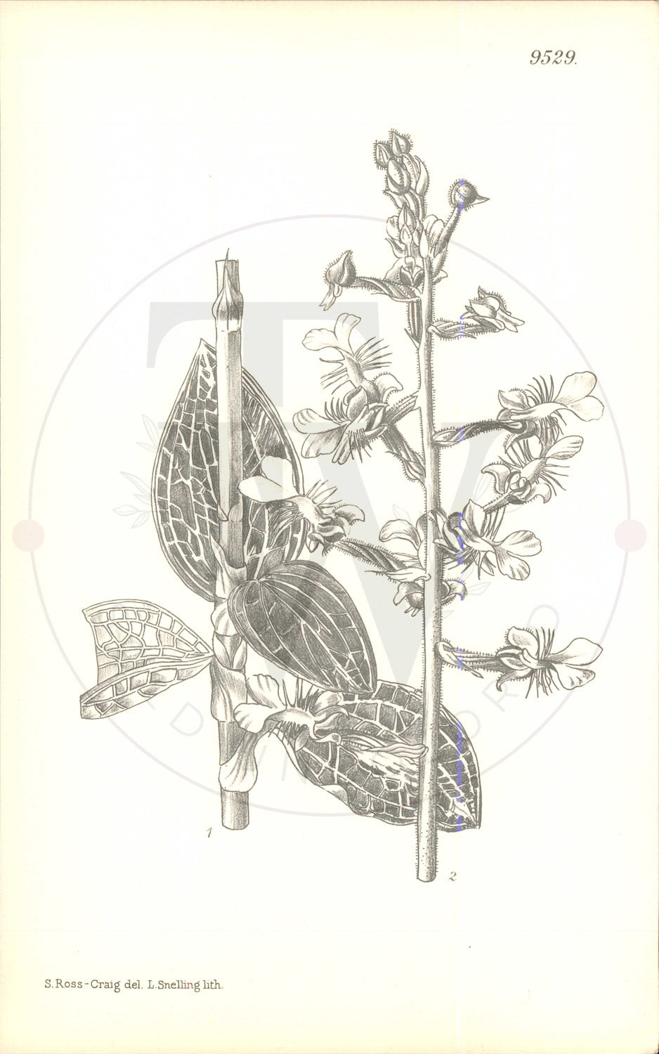 Plate 9529 - Anoectochilus roxburghii