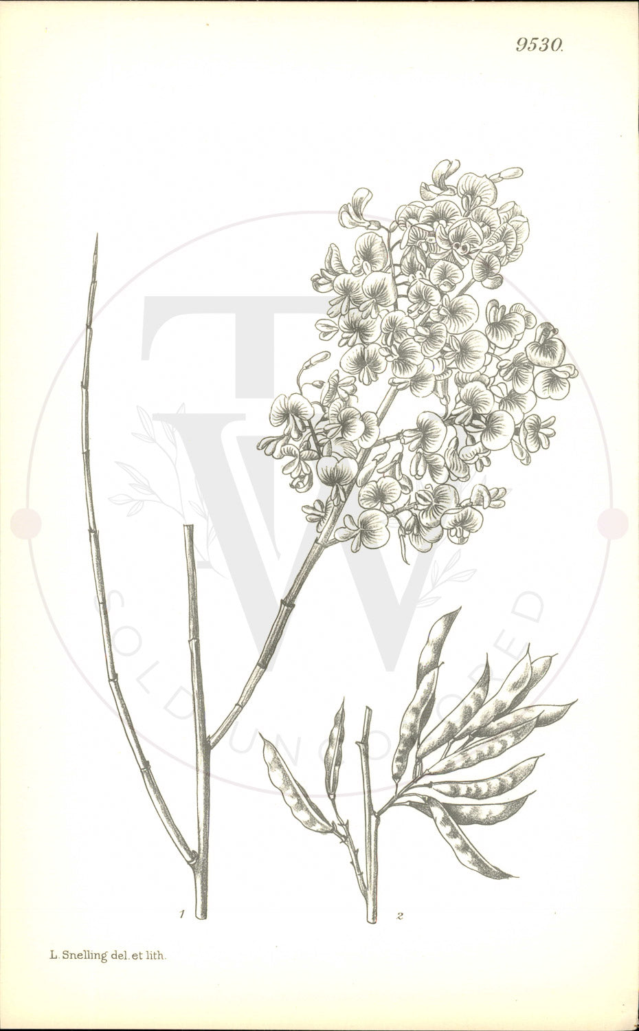 Plate 9530 - Notospartium glabrescens