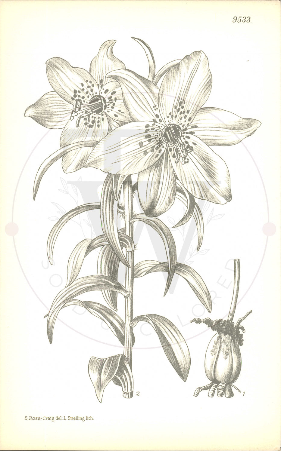 Plate 9533 - Nomocharis aperta