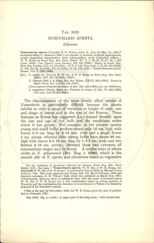 Plate 9533 - Nomocharis aperta