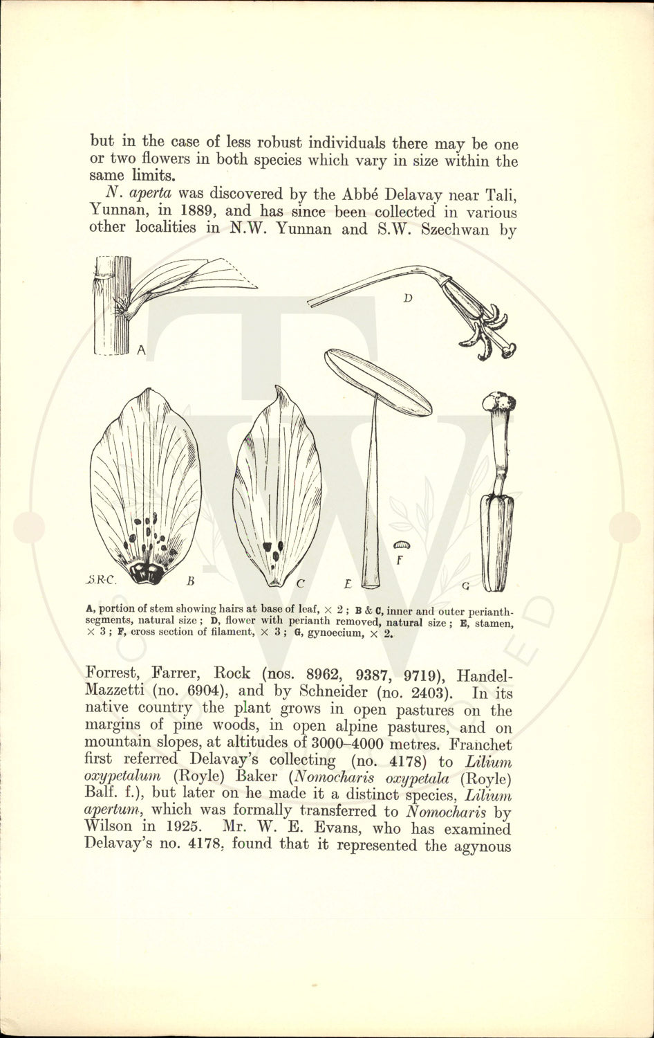 Plate 9533 - Nomocharis aperta
