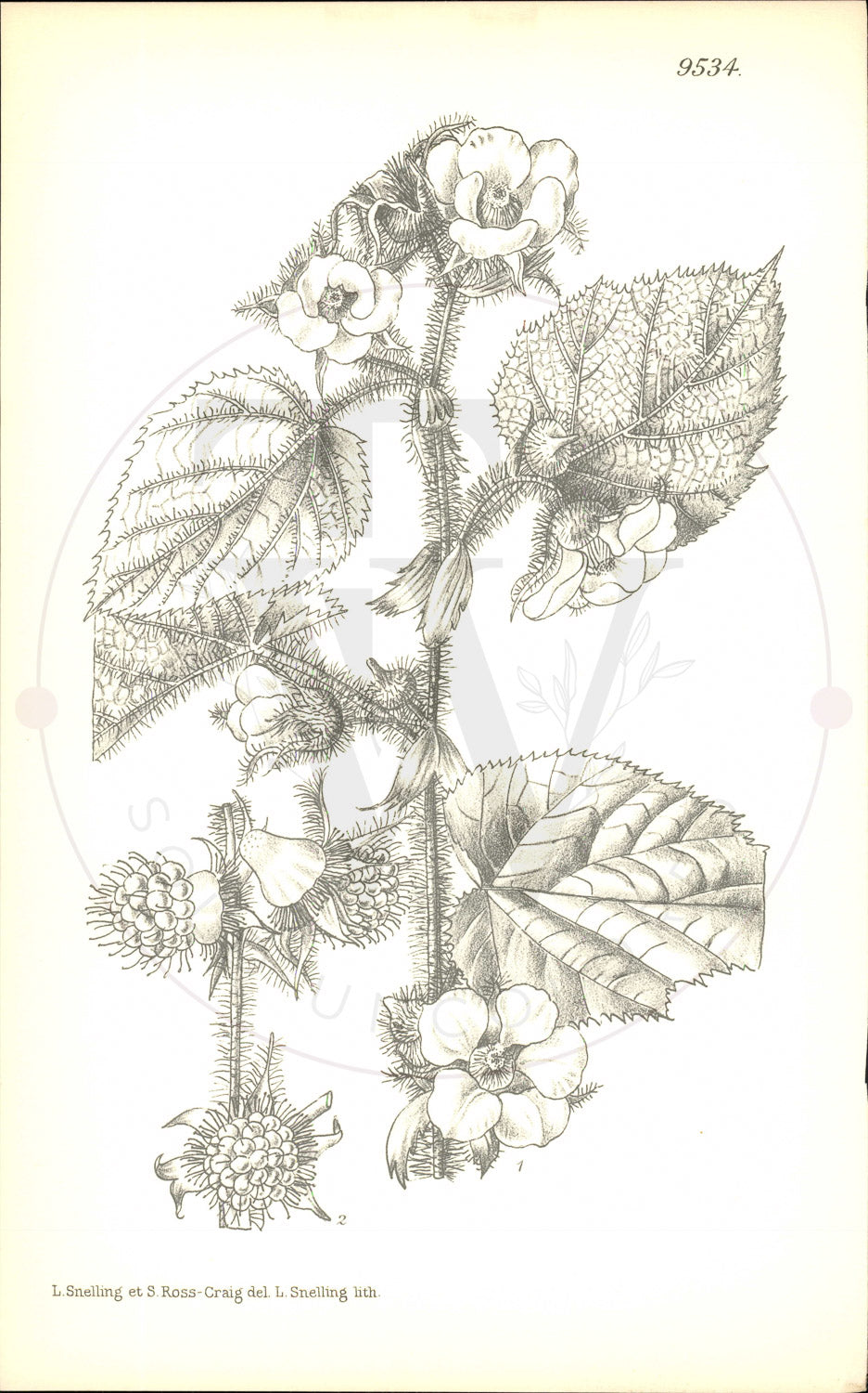 Plate 9534 - Rubus tricolor