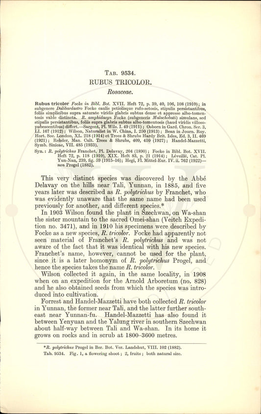 Plate 9534 - Rubus tricolor