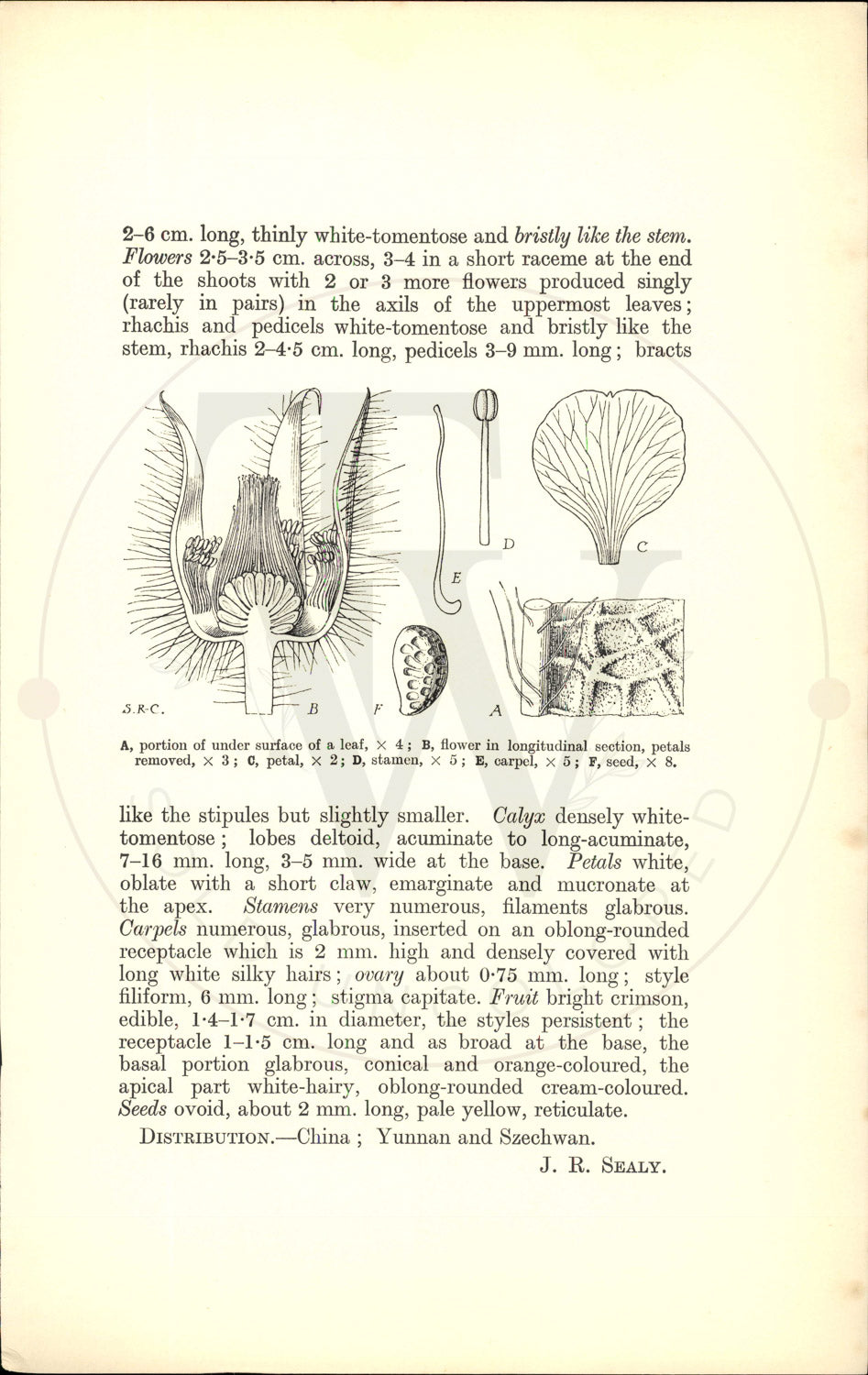 Plate 9534 - Rubus tricolor