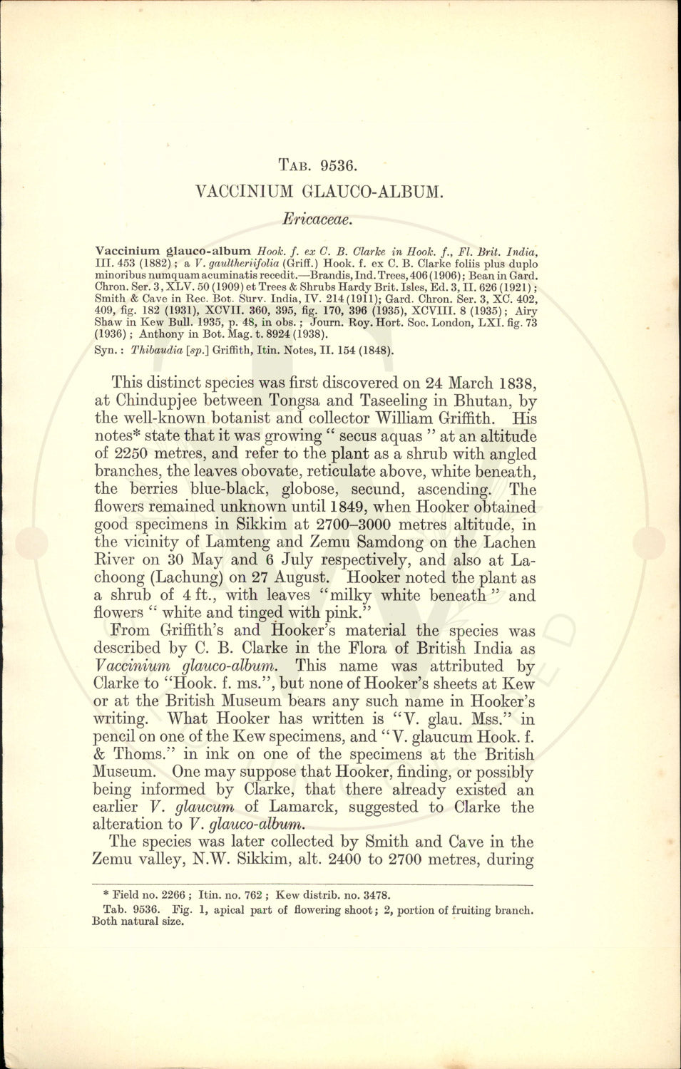 Plate 9536 - Vaccinium glauco-album