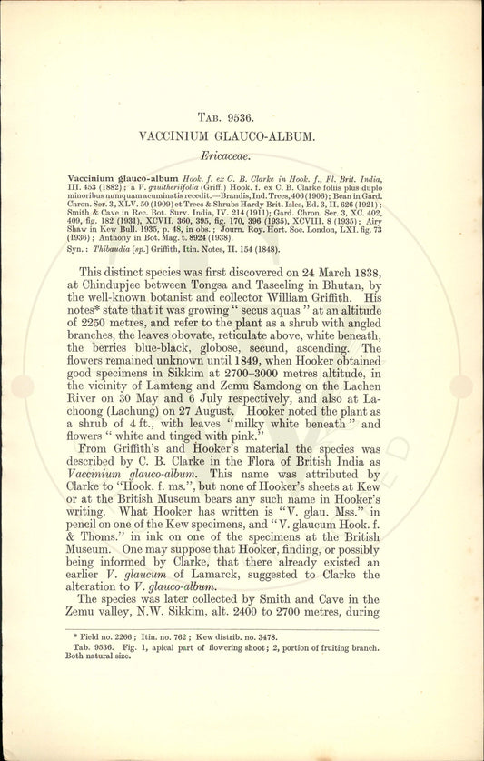 Plate 9536 - Vaccinium glauco-album