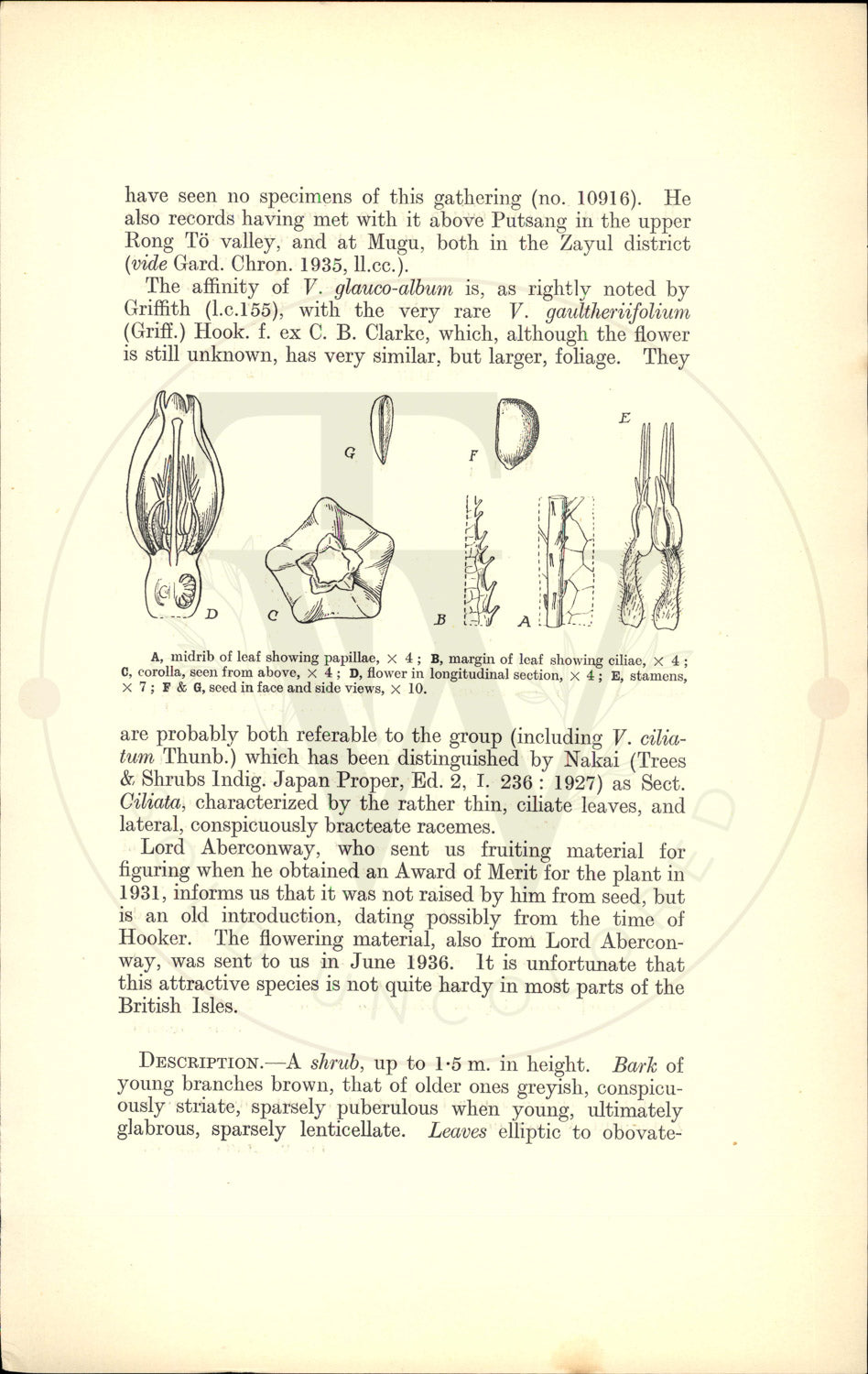 Plate 9536 - Vaccinium glauco-album