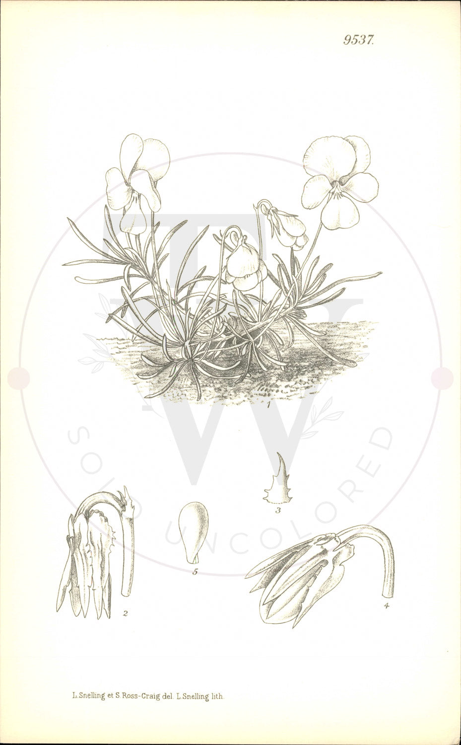 Plate 9537 - Botanical Print