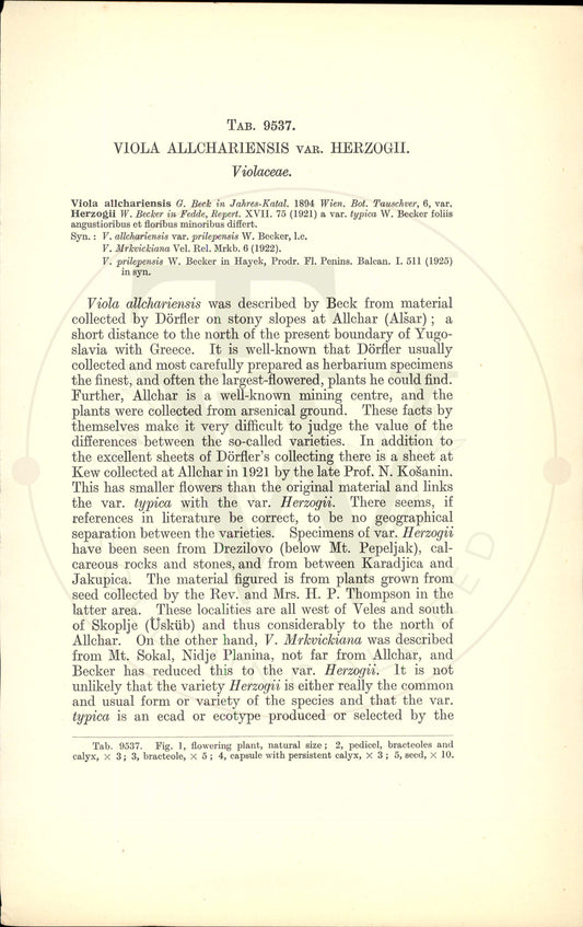 Plate 9537 - Botanical Print