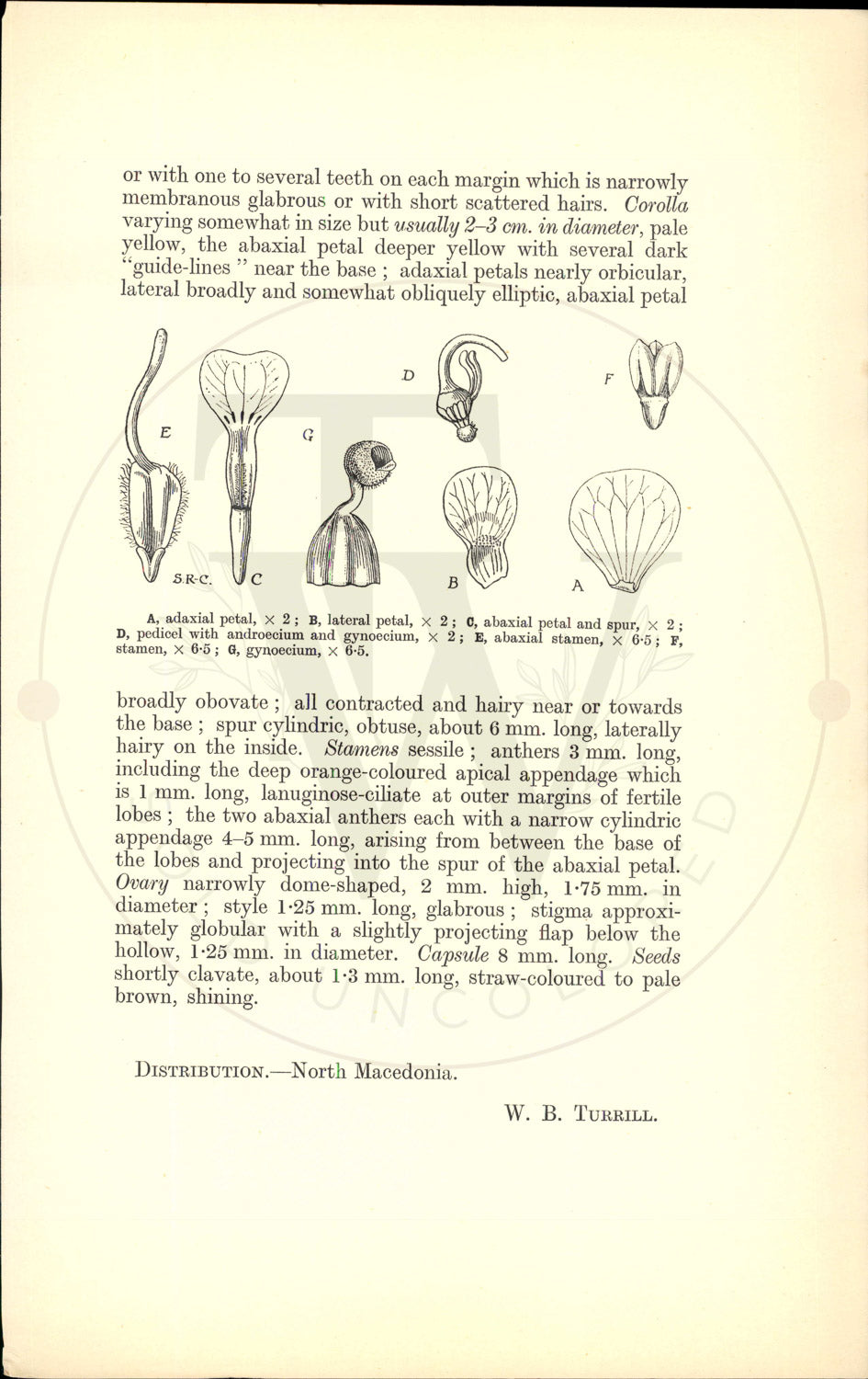 Plate 9537 - Botanical Print