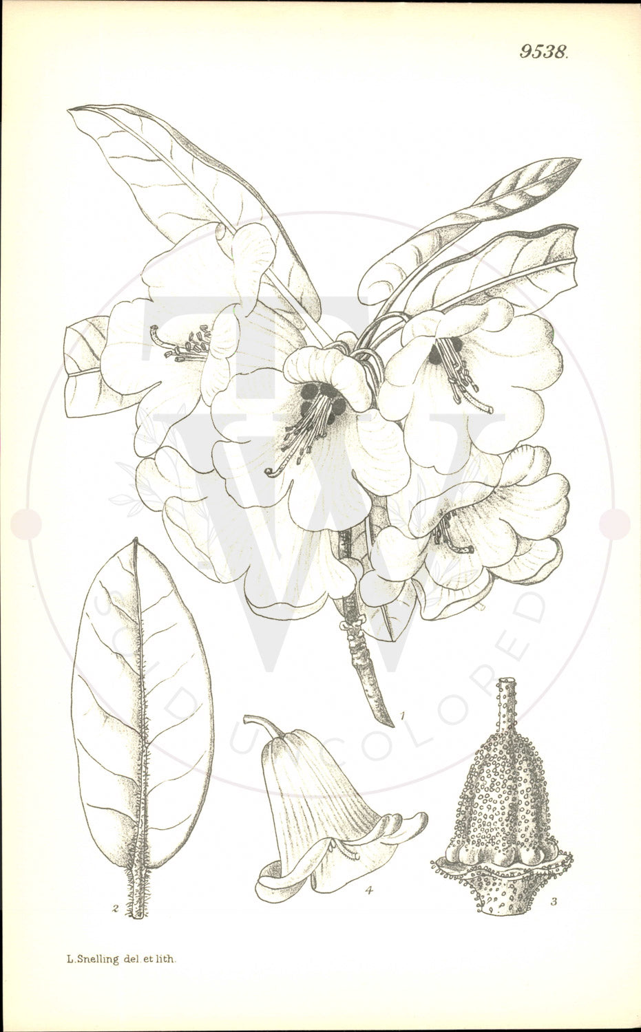 Plate 9538 - Rhododendron cerasinum