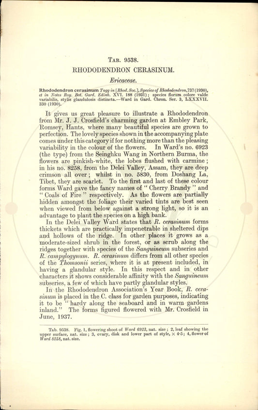 Plate 9538 - Rhododendron cerasinum