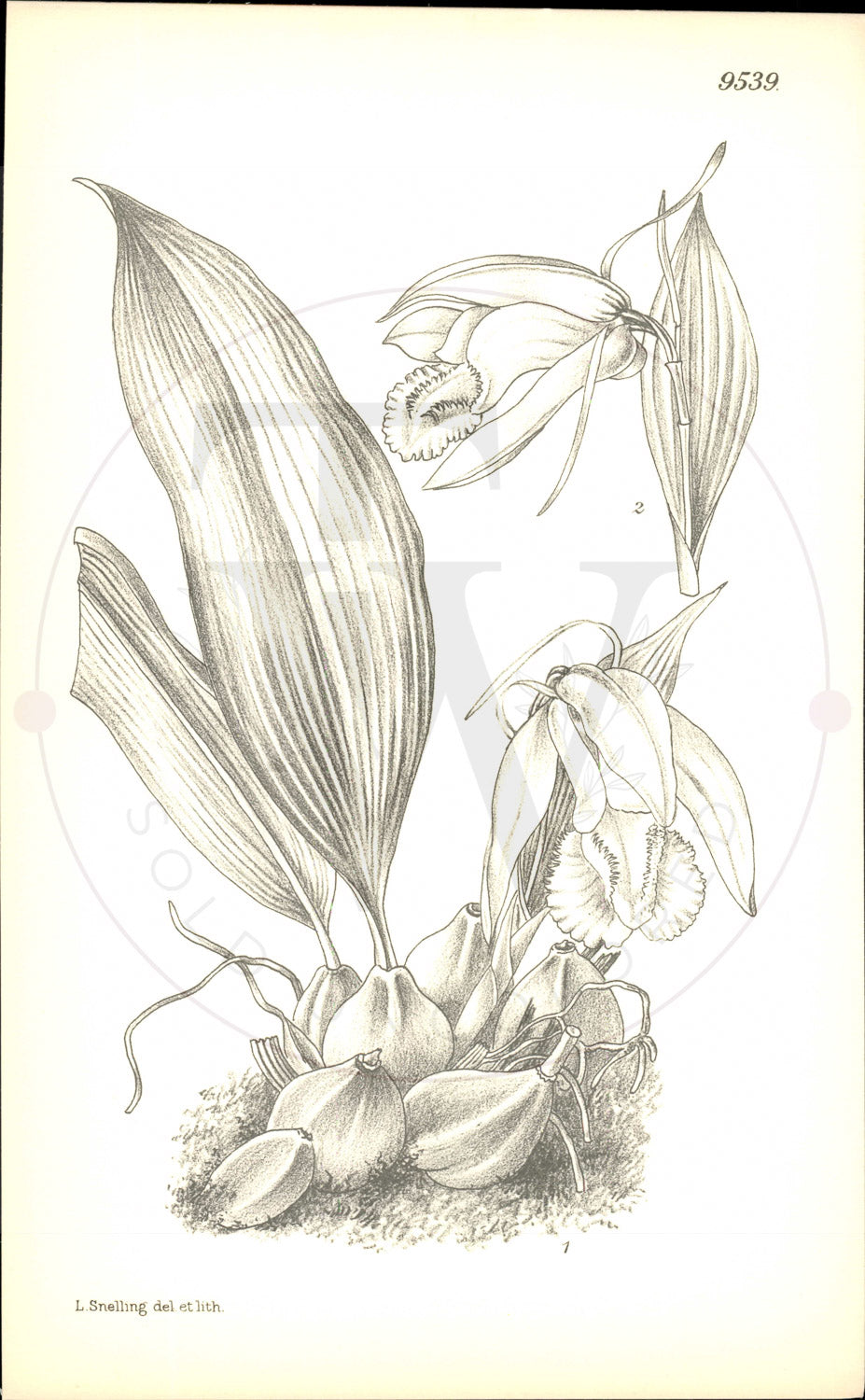 Plate 9539 - Botanical Print