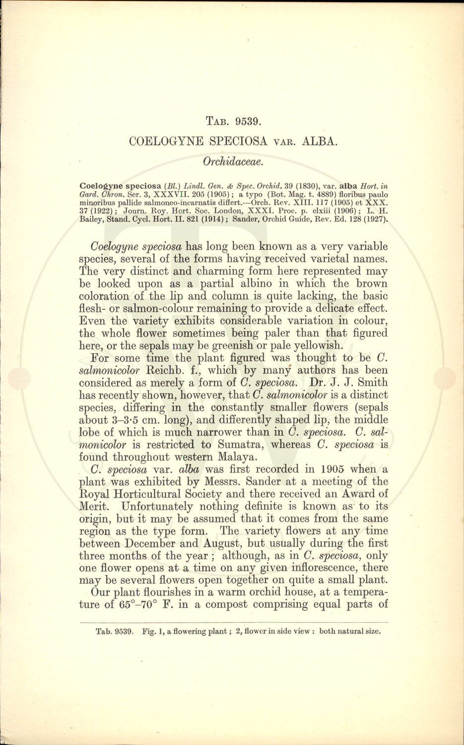 Plate 9539 - Botanical Print
