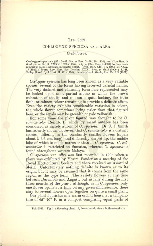 Plate 9539 - Botanical Print