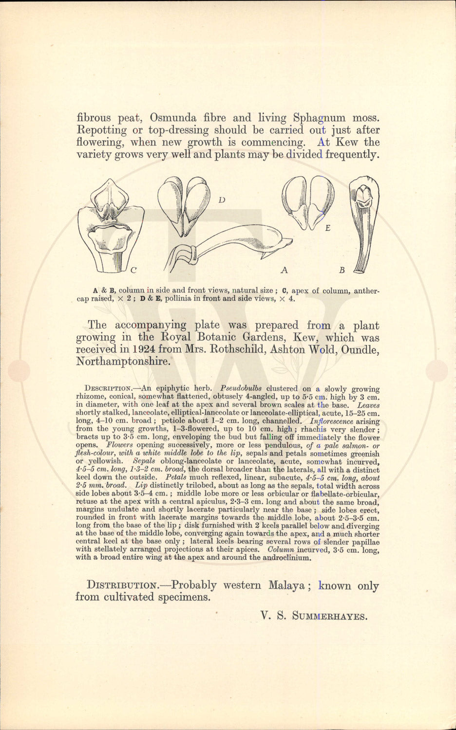 Plate 9539 - Botanical Print