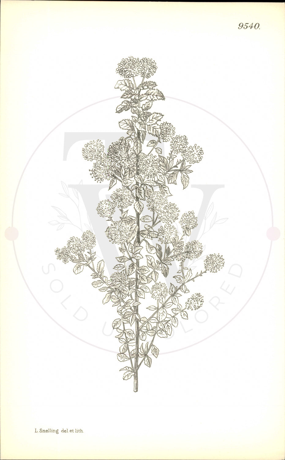 Plate 9540 - Ceanothus foliosus