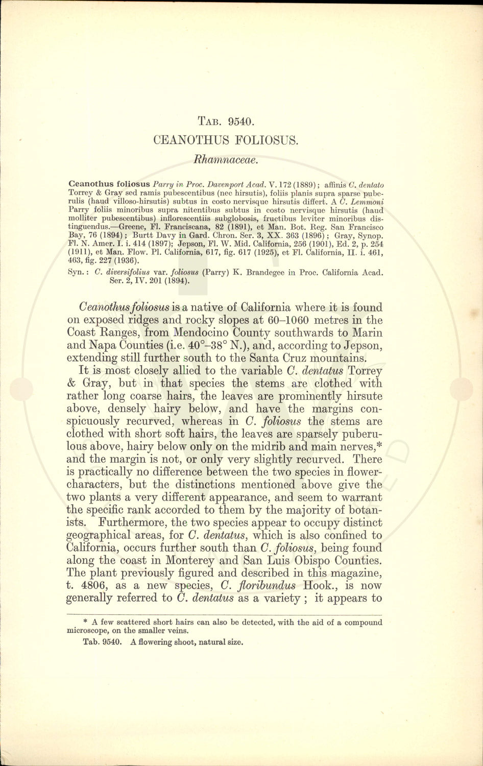 Plate 9540 - Ceanothus foliosus