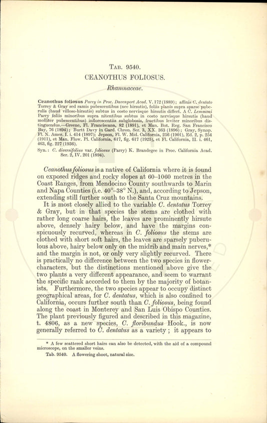 Plate 9540 - Ceanothus foliosus